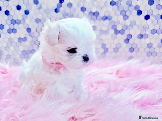 Maltese dogs ❤️🩵Full Korean KC baby boy ready now ❤️🩵 - Advert 1