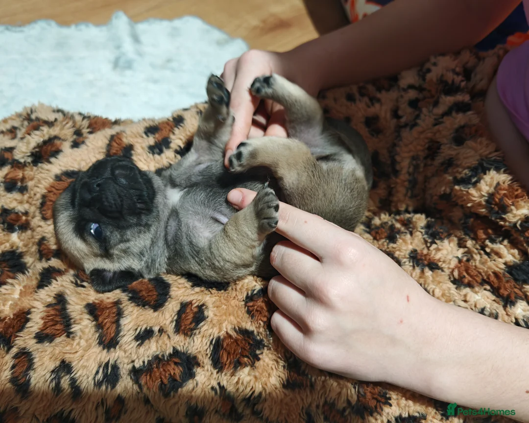 Frug dogs for sale: Frug puppies  - Advert 2
