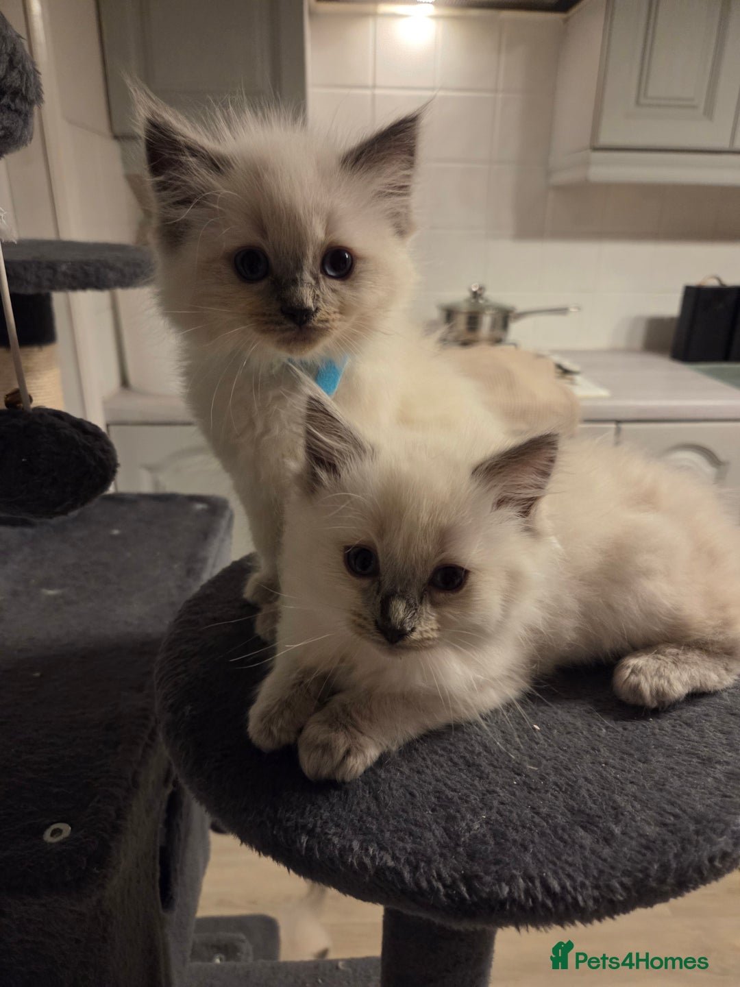 Ragdoll cats for sale: Pure blue mitted Ragdoll kittens - Image 4