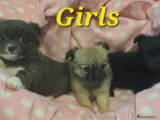 Chihuahua dogs *Ready 28th Jan* Long Coat Chihuahua puppies - Advert 8