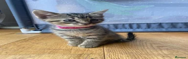 Pink collar female