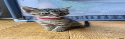 Mixed Breed cats for sale: 8 beautiful kittens available now - Advert 16