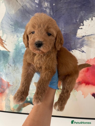 Gallery Image {{count}}