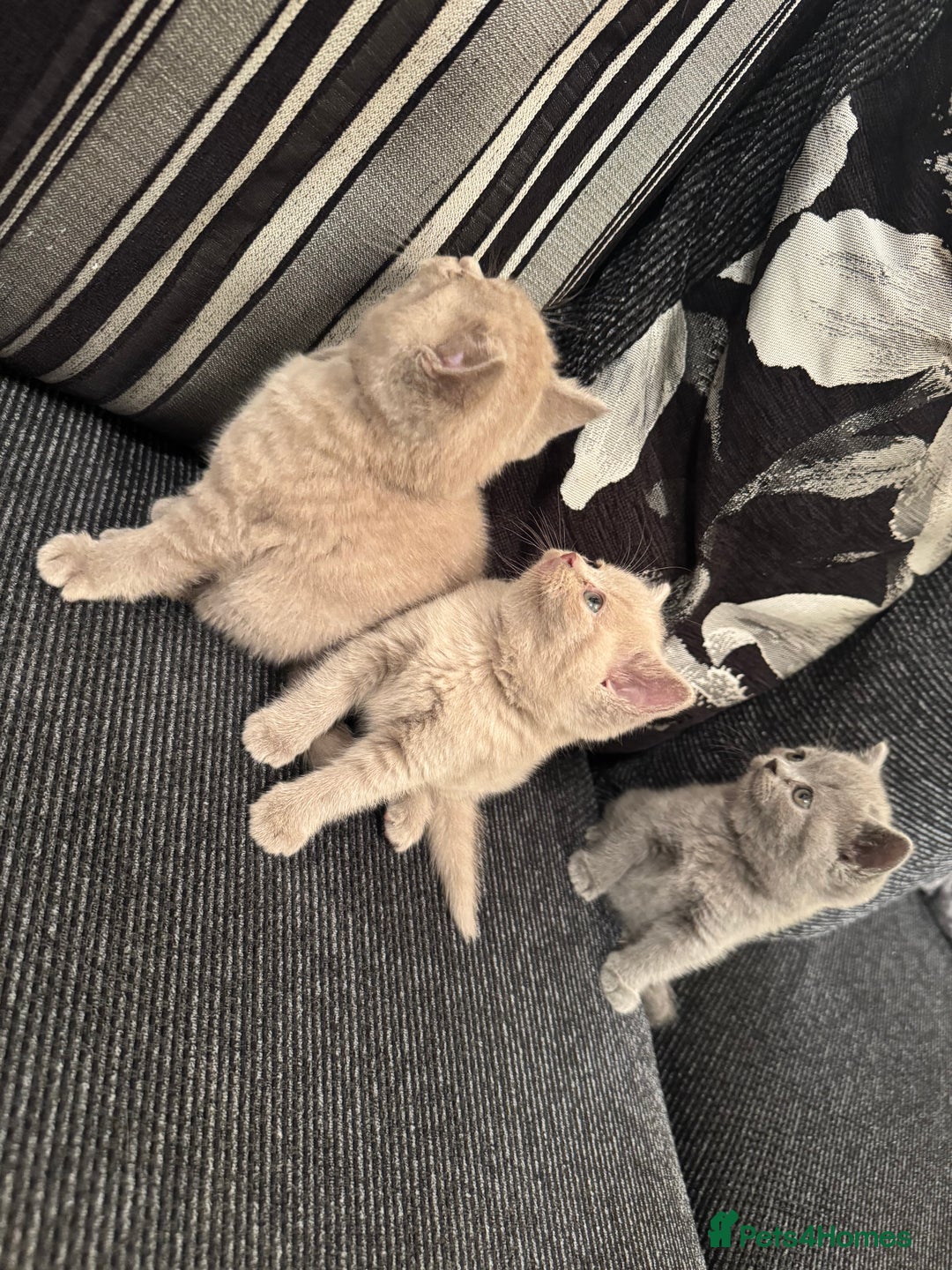 British Shorthair cats for sale: Lovely British shorthair Kitten  - Advert 9