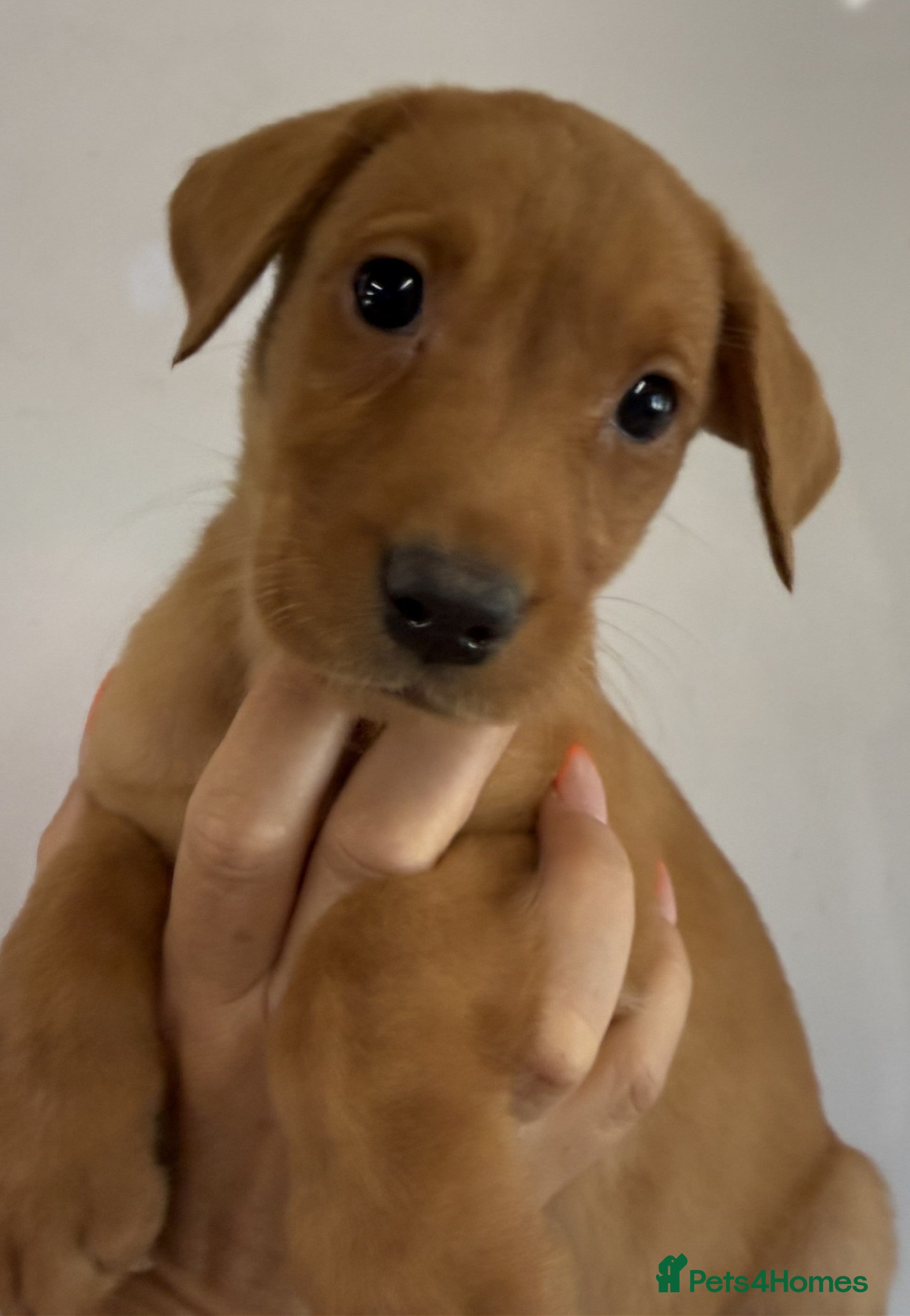 Labrador Retriever dogs Fox Red Labrador Puppies for sale - Advert 2