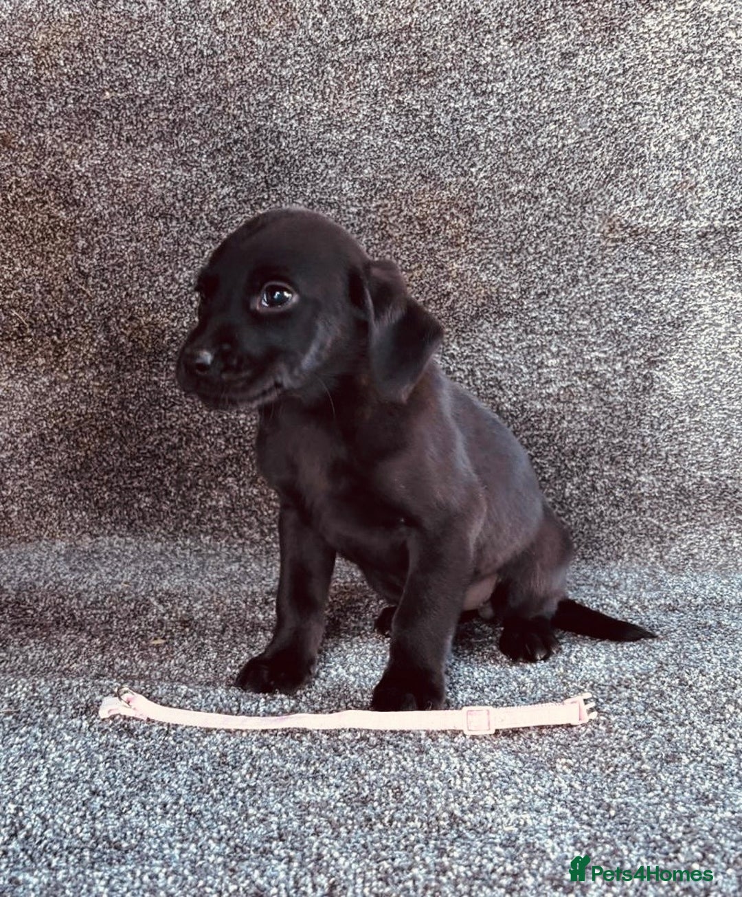 Labrador Retriever dogs for sale: Beautiful Black KC Reg Labrador Pups - Advert 10