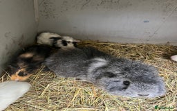 Guinea Pig rodents for sale: Baby guinea pigs - Advert 2