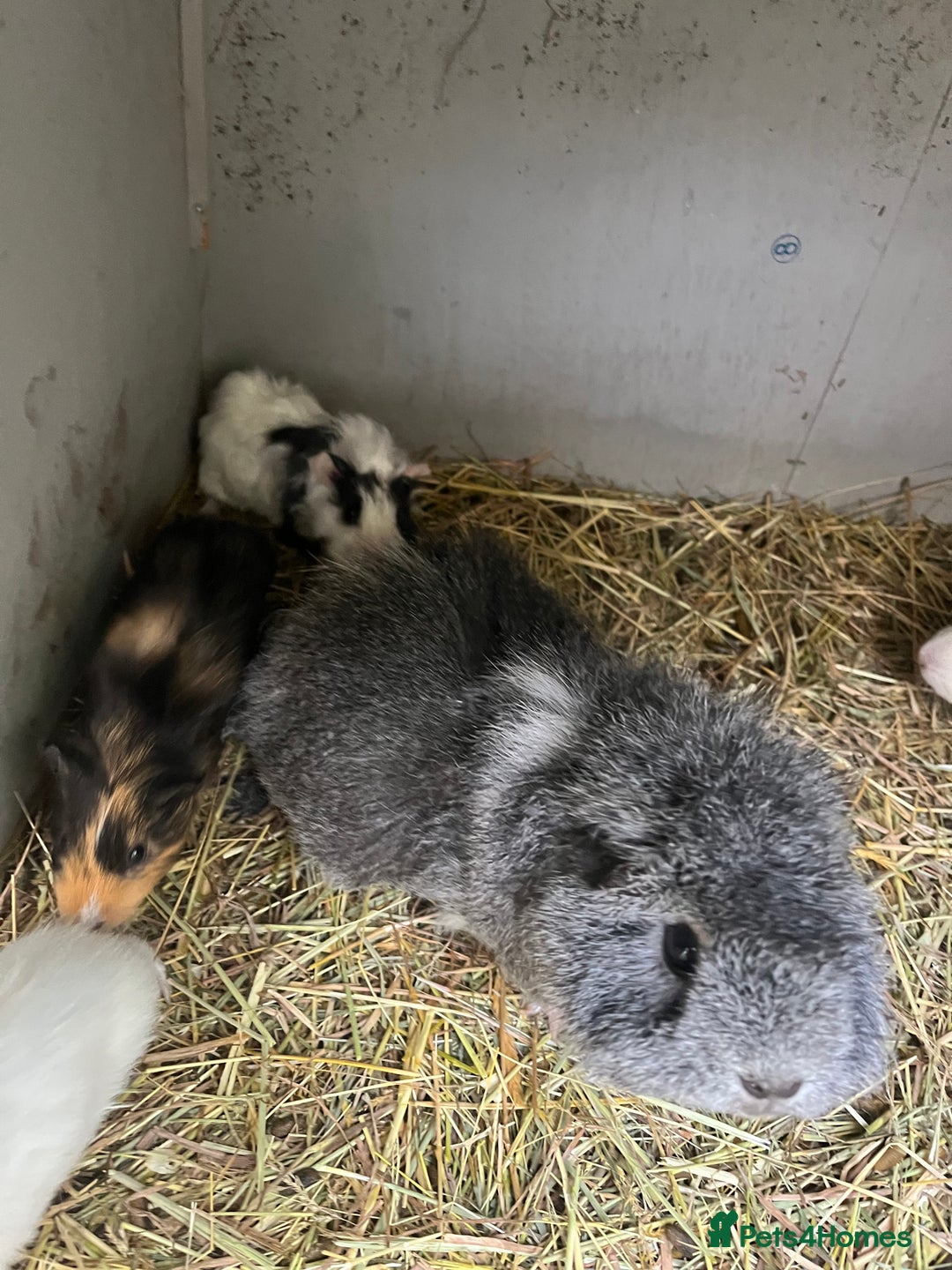 Guinea Pig rodents for sale: Baby guinea pigs - Advert 2