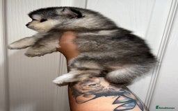 Pomsky dogs for sale: *WAITLIST OPEN* Pomsky puppy *FOUND HOMES* - Image 3