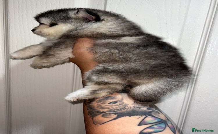Pomsky dogs - Advert 2