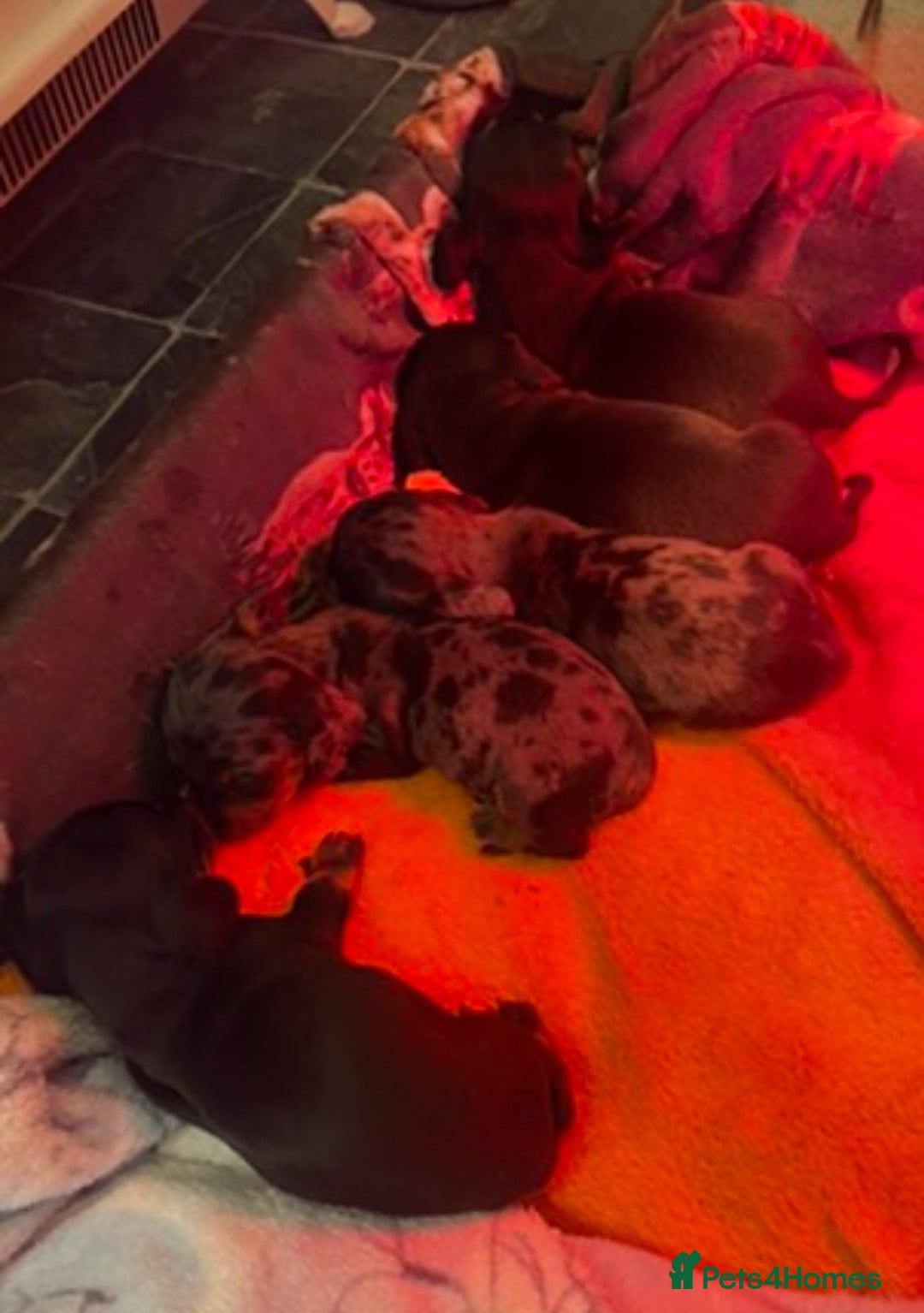 Dachshund dogs for sale: 4 Dachshund puppies for sale  - Advert 4