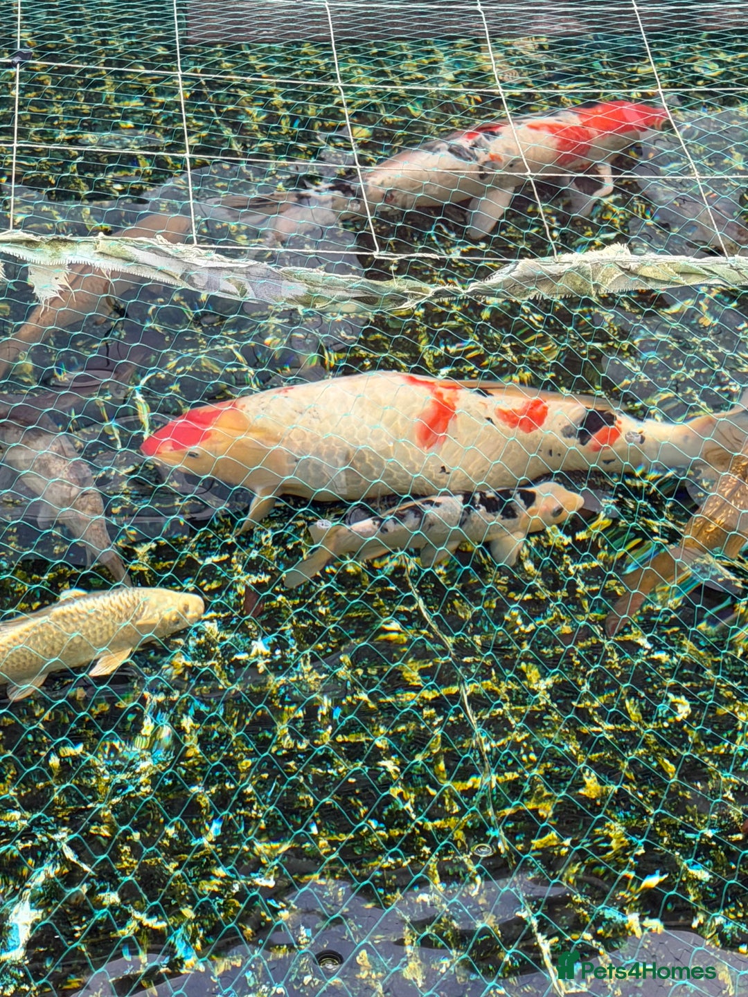 Koi Carp fish for sale: Koi karp for sale - Advert 2