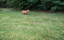 Cocker Spaniel dogs for sale: Cocker Spaniel Puppies - Image 19