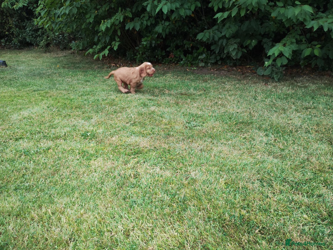 Cocker Spaniel dogs for sale: Cocker Spaniel Puppies - Image 19