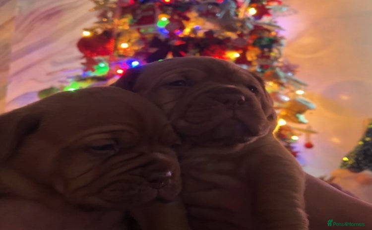 Dogue De Bordeaux dogs FULL PEDIGREE 🦁 Dogue de Bordeaux pups ( French ) - Advert 16