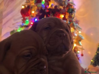 Dogue De Bordeaux dogs FULL PEDIGREE 🦁 Dogue de Bordeaux pups ( French ) - Advert 16