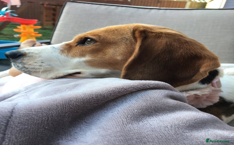 Beagle dogs - Advert 1