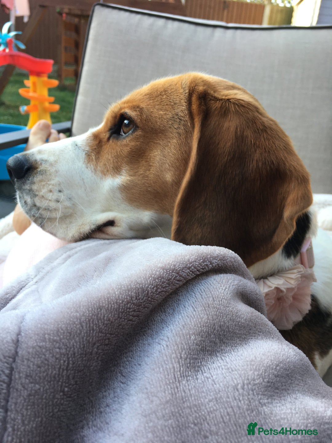 Beagle dogs for sale: Rehoming Roxy - Image 1