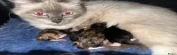 Ragcoon cats for sale: Ragdoll x Maine Coons - Advert 6
