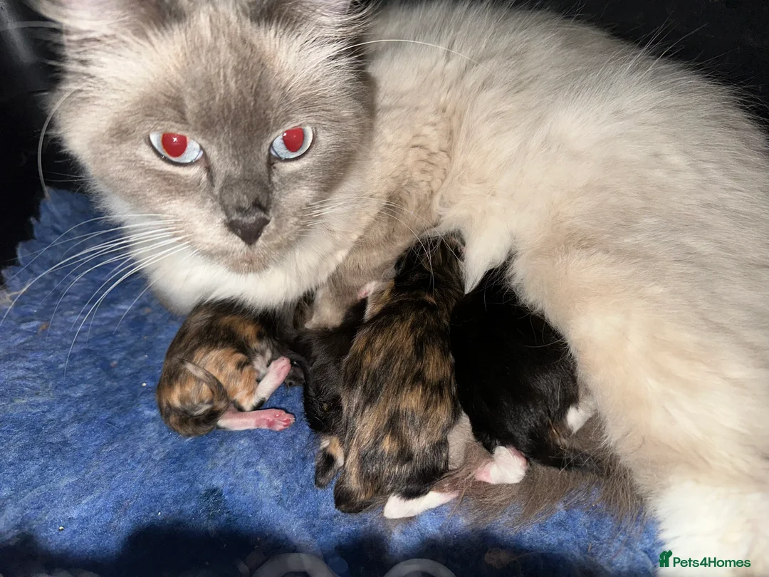 Ragcoon cats for sale: Ragdoll x Maine Coons - Advert 6