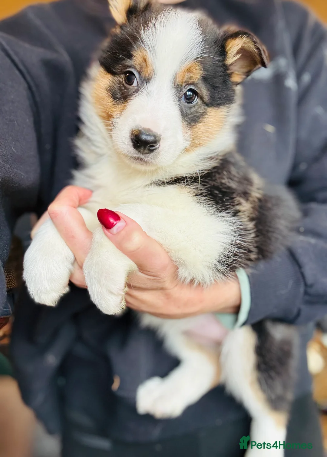 Border Collie dogs for sale: Pure Bred Border Collie Puppies For Sale - Advert 4