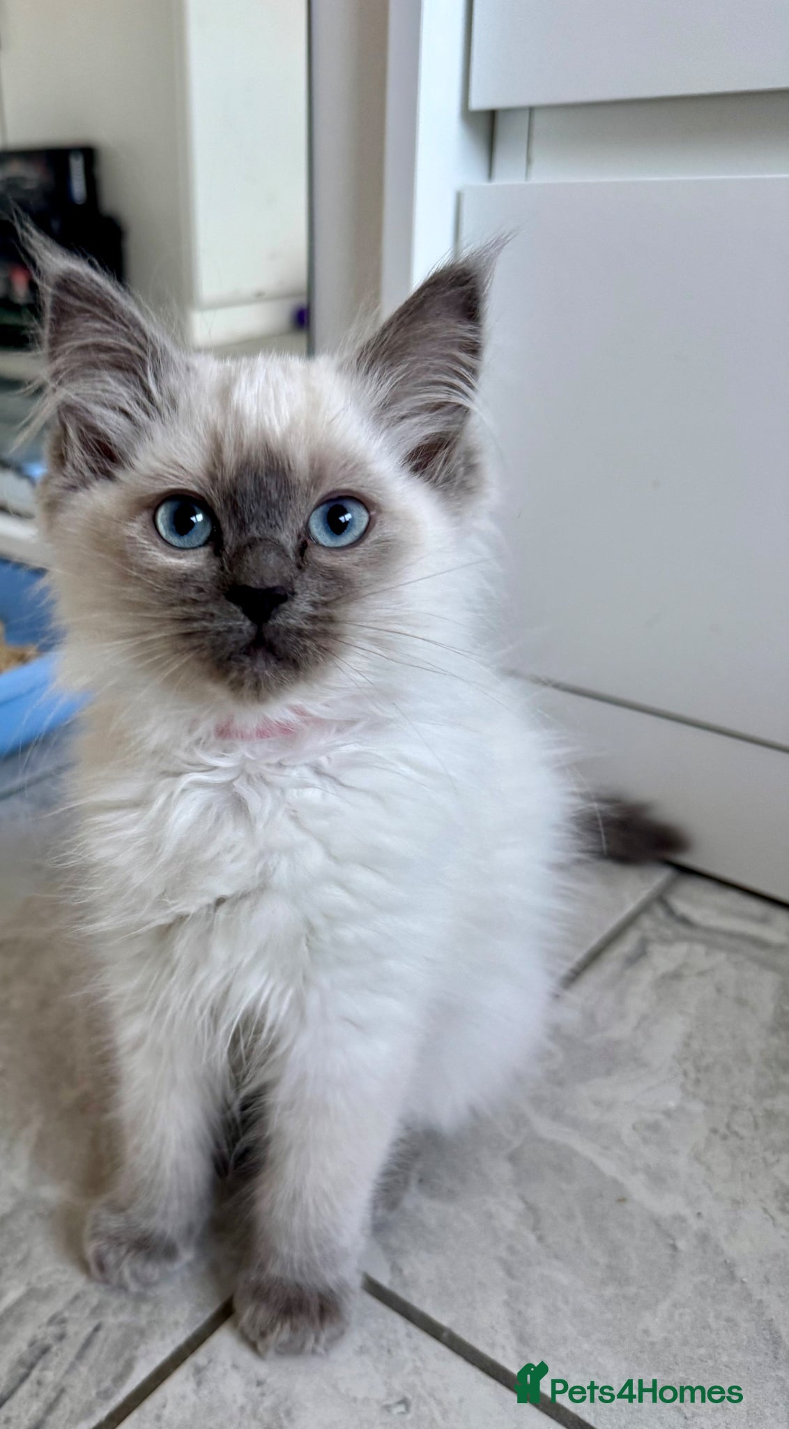 Ragdoll cats Ragdoll girl available  - Advert 2