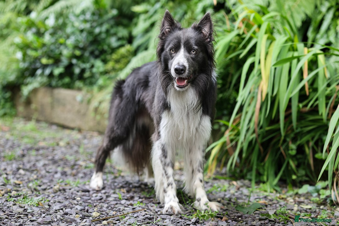 Border Collie dogs for stud: ISDS & KC hip scored, DNA tested lilac carrier in Stockport - Image 6