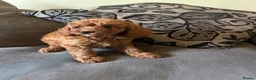 Miniature Poodle dogs for sale: 5 beautiful miniature poodles  - Advert 6