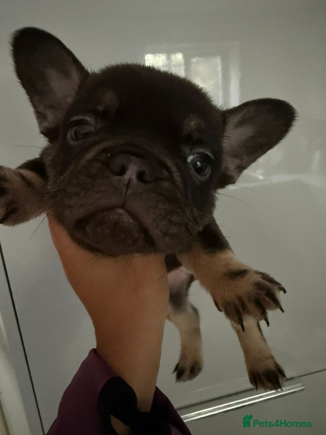 French Bulldog dogs for sale: Pedagree & KC registered French bulldog - Image 12