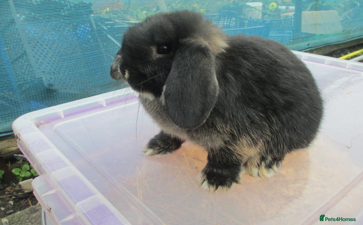 Mini Lop rabbits - Advert 11