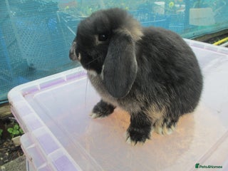 Mini Lop rabbits Young Mini Lops Buck - Advert 23
