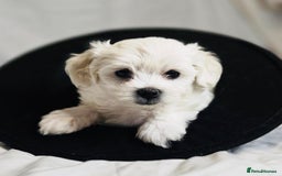 Maltese dogs for sale: ✨ Exquisite Maltese Puppies Available✨ - Advert 5