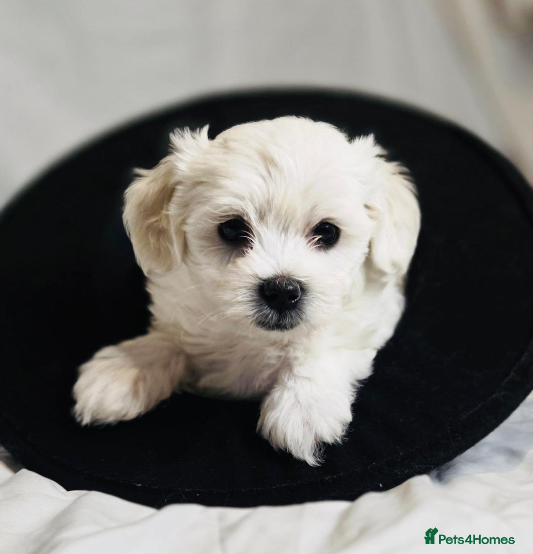 Maltese dogs for sale: ✨ Exquisite Maltese Puppies Available✨ - Advert 5