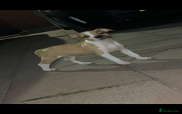 Staffordshire Bull Terrier dogs for sale: 13 week old pup for sale  - Image 7