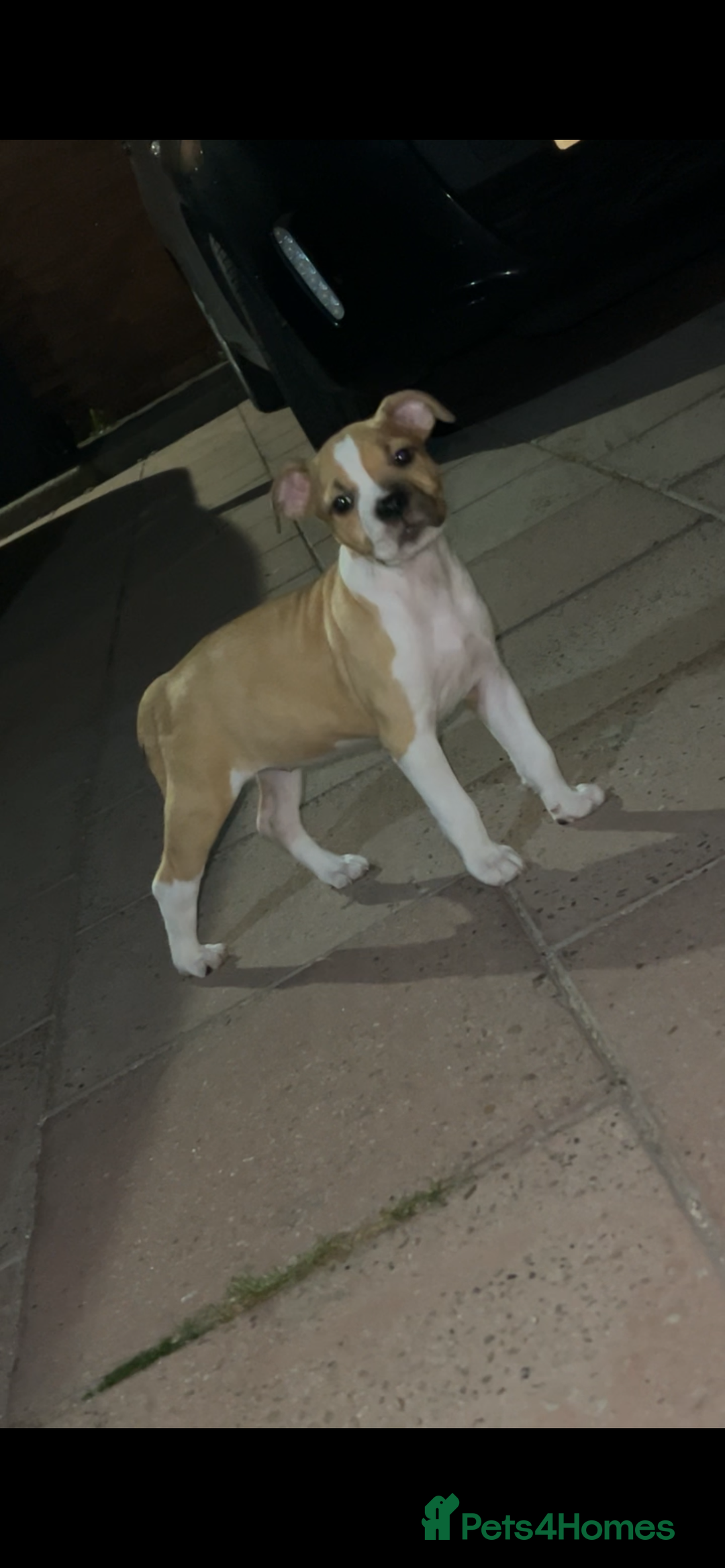 Staffordshire Bull Terrier dogs for sale: 13 week old pup for sale  - Image 7