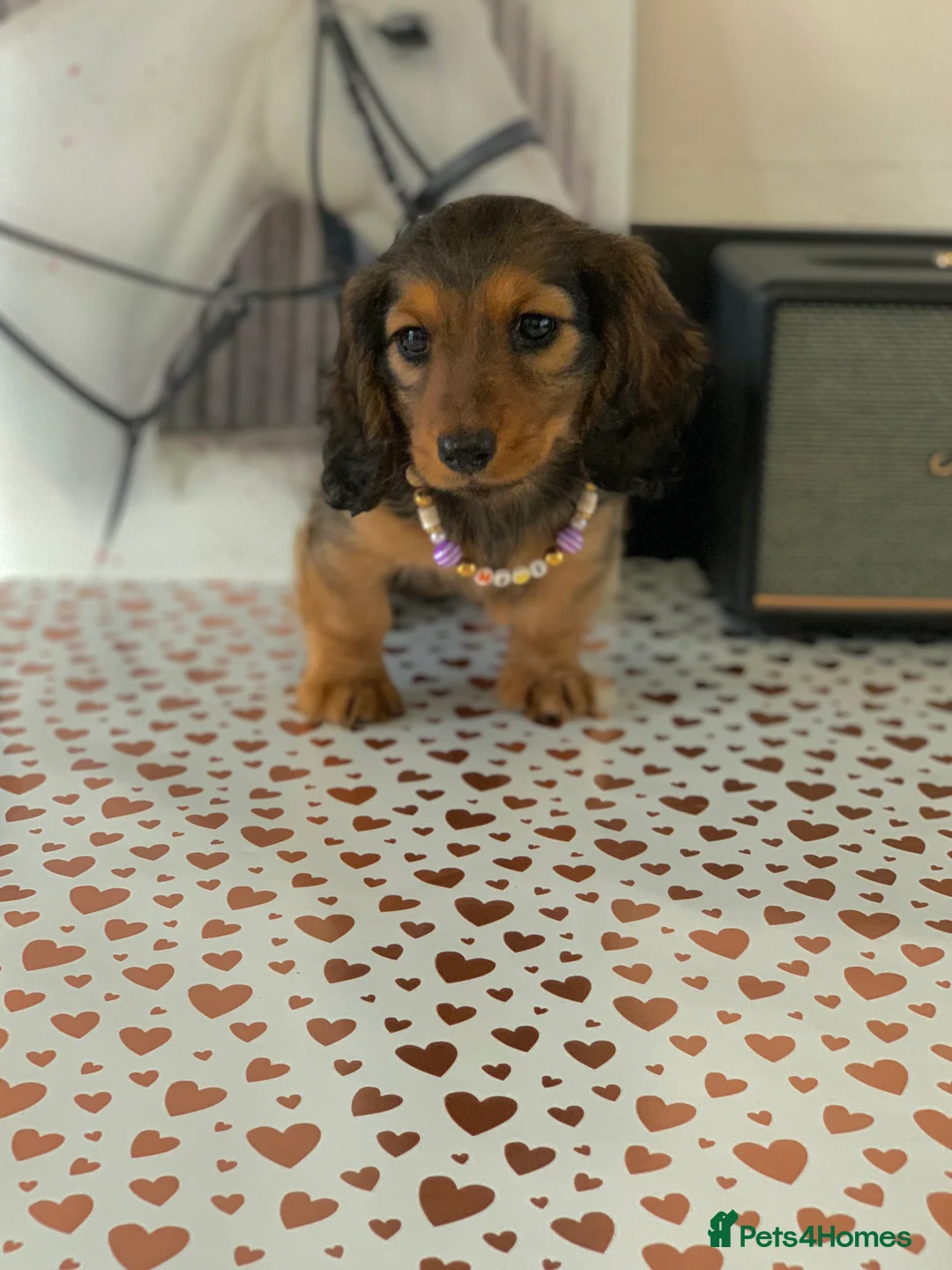Miniature Dachshund dogs for sale: KC Registered true to type Longhaired mini’s - Advert 27