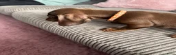 Miniature Dachshund dogs for sale: Mini dachshund Boy - Advert 5