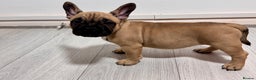 Mixed Breed dogs for sale: French Bulldog x Standard Bully Pups - Advert 8