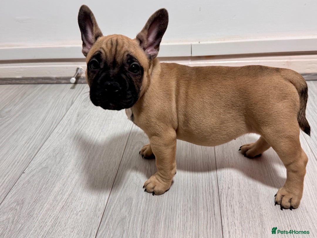 Mixed Breed dogs for sale: French Bulldog x Standard Bully Pups - Advert 8
