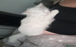 Turkish Angora cats for sale: Turkish angora  - Image 2
