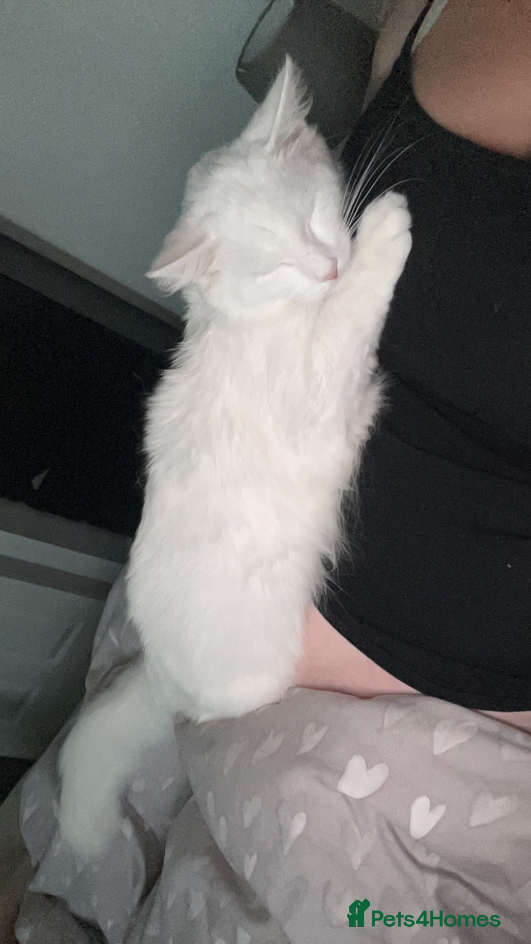 Turkish Angora cats for sale: Turkish angora  - Image 2