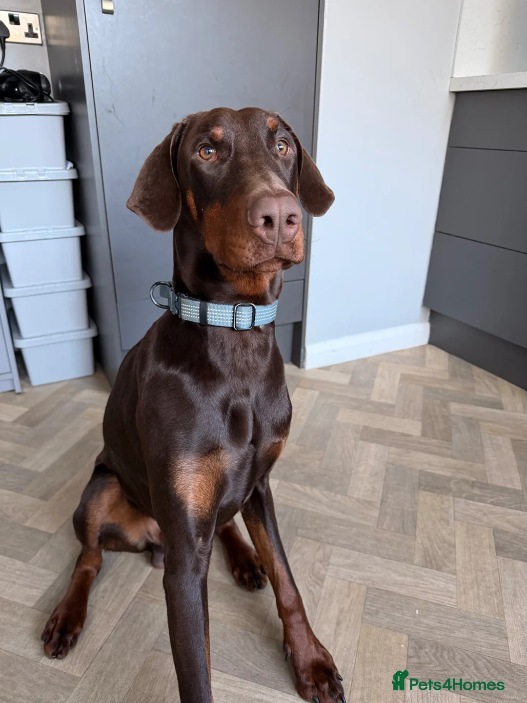 Dobermann dogs for sale: Beautiful Doberman - kc registered  - Advert 2