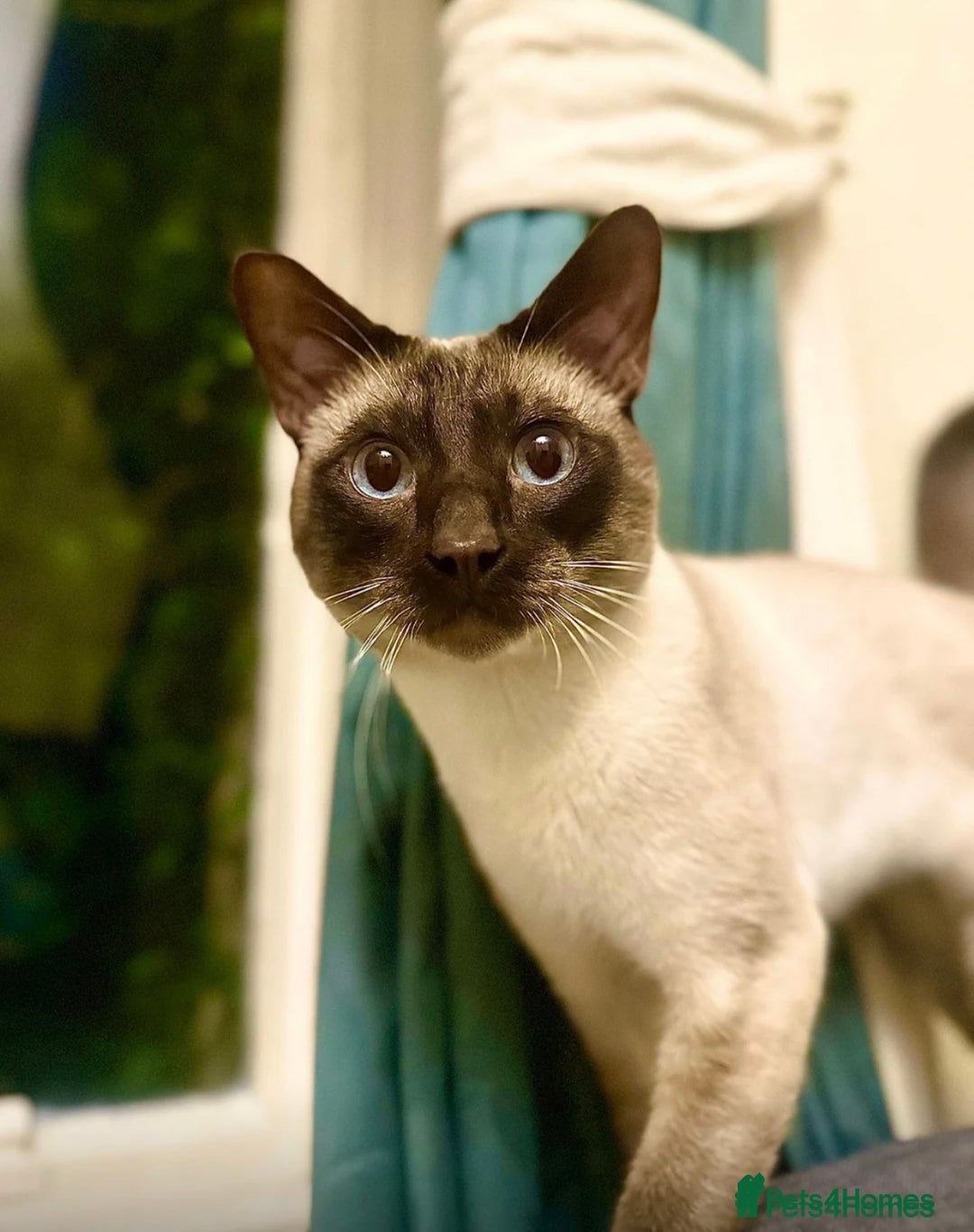 Siamese cats for sale: Beautiful Siamese  kittens  - Image 5