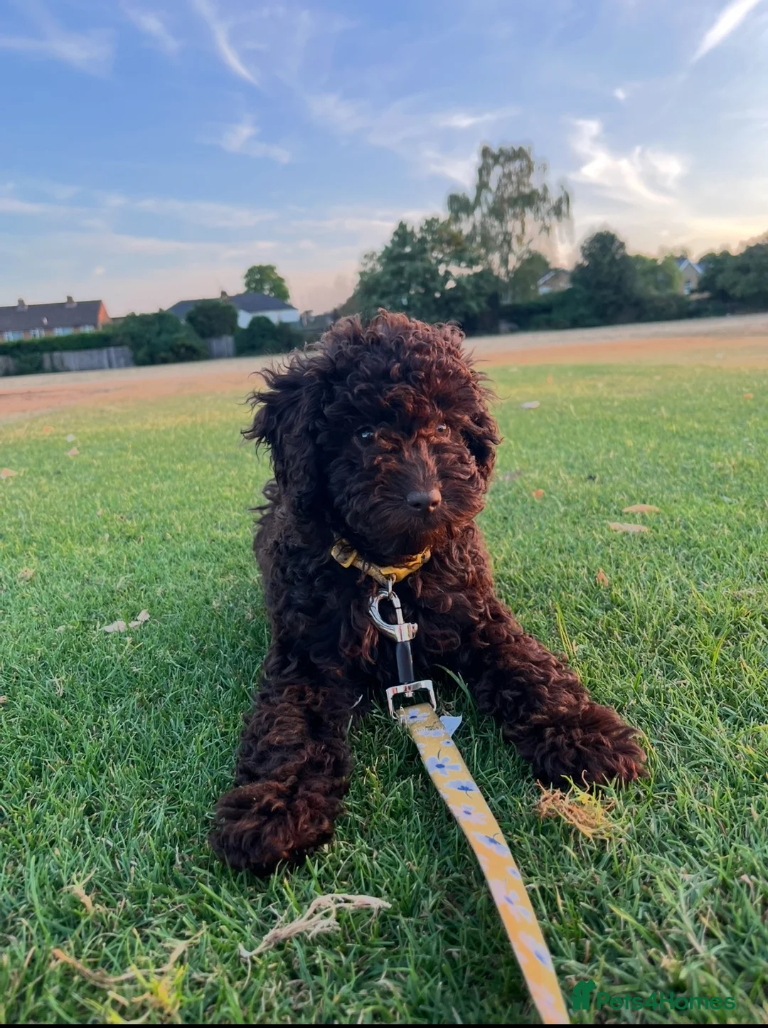 Cockapoo dogs for sale: cockapoo-poo puppy  in Walton-on-Thames - Advert 1