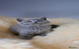 British Shorthair cats for sale: GCCF reg blue kittens  - Image 7