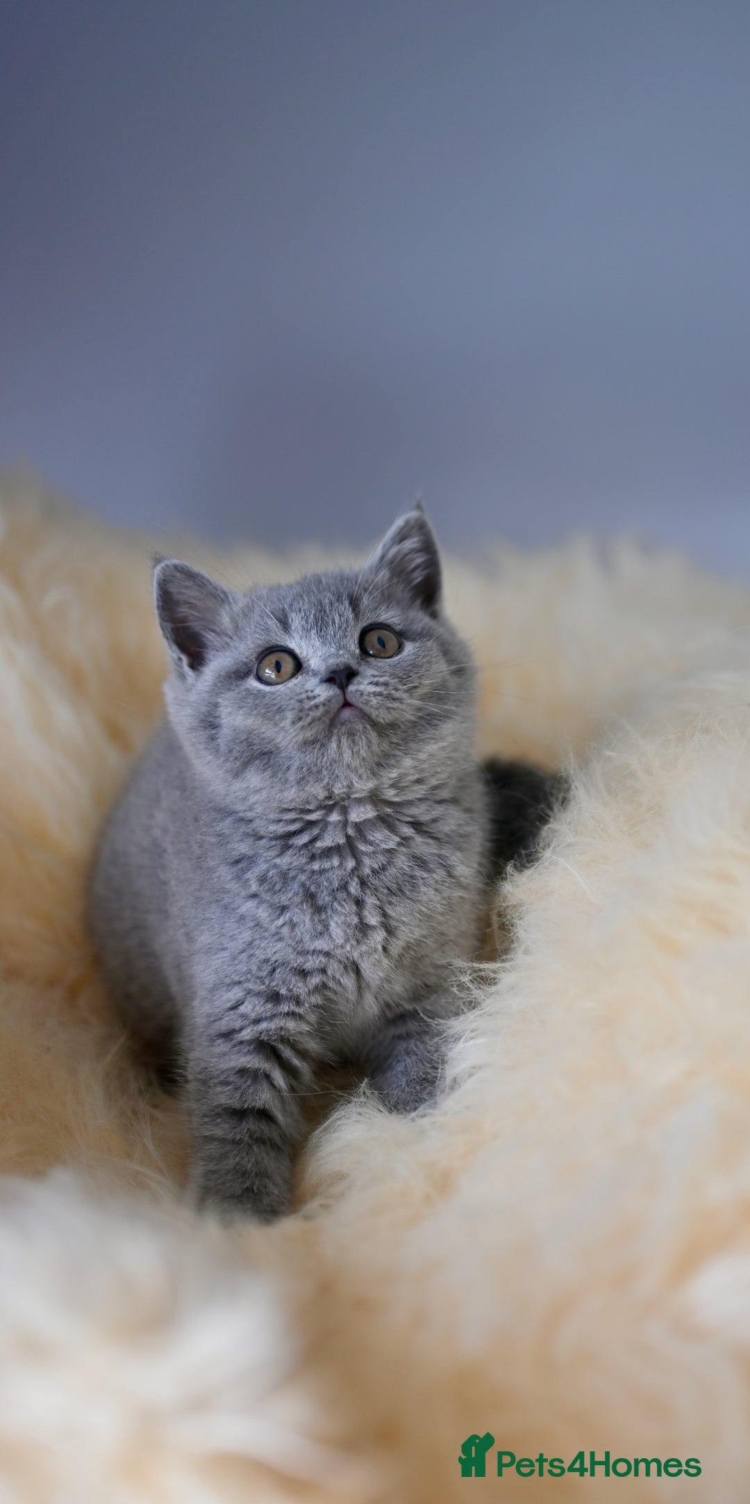 British Shorthair cats for sale: GCCF reg blue kittens  - Image 7