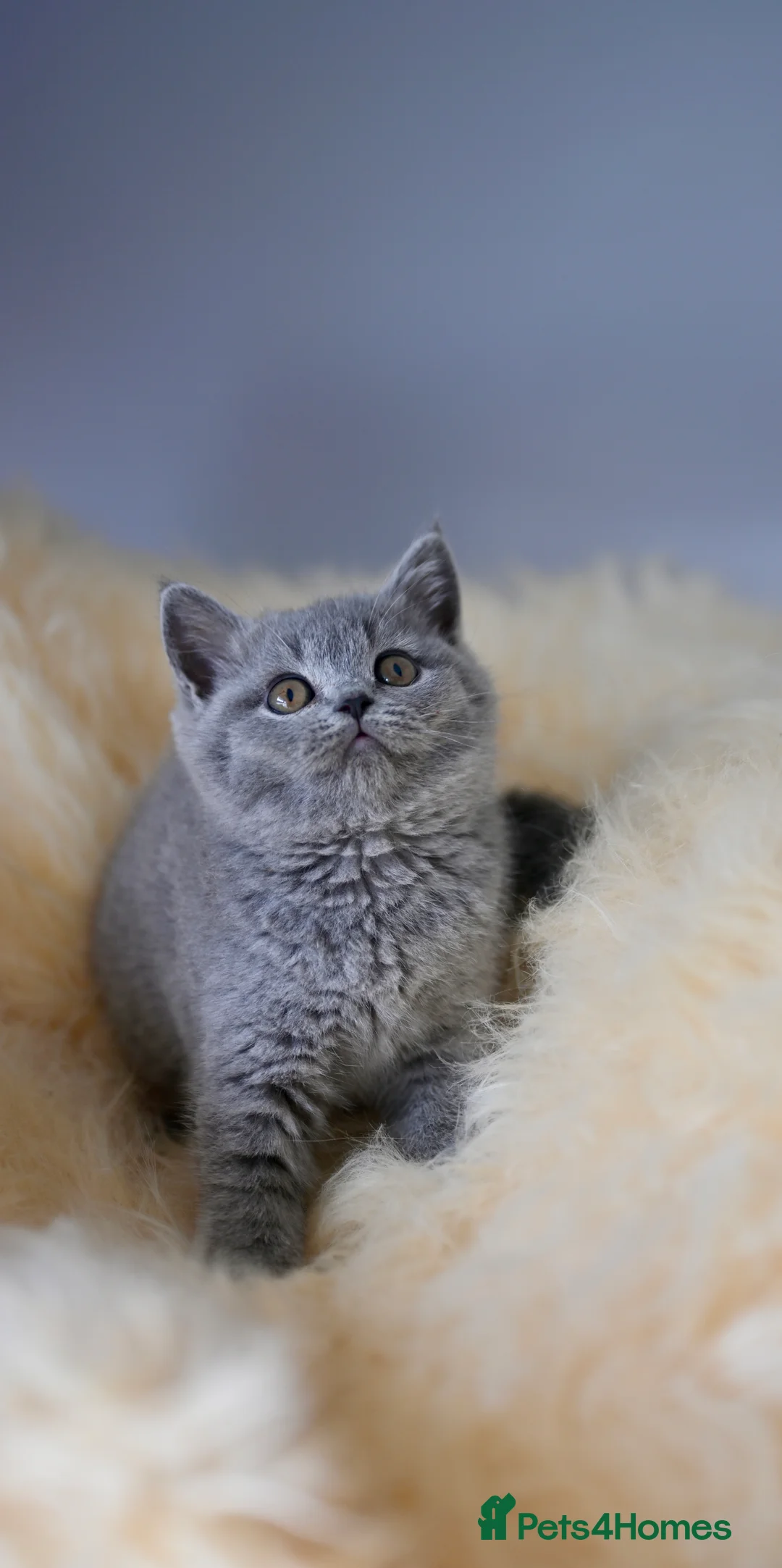 British Shorthair cats for sale: GCCF reg blue kittens ready to go from  - Advert 16