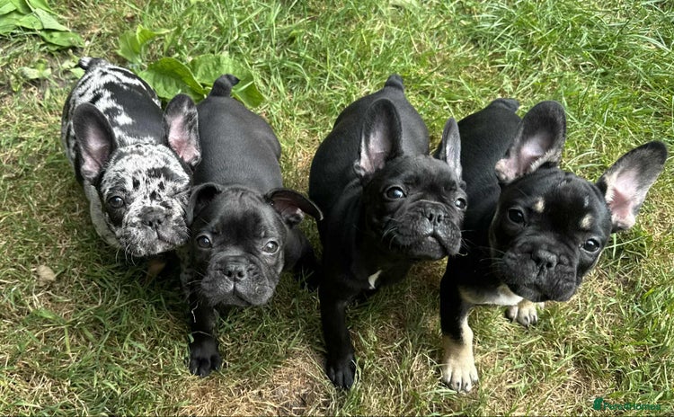 French Bulldog dogs - Advert 1