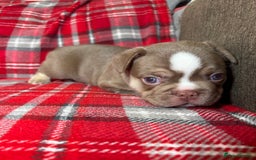 French Bulldog dogs for sale: QUALITY FRENCH BULLDOG PUPPIES - Advert 8