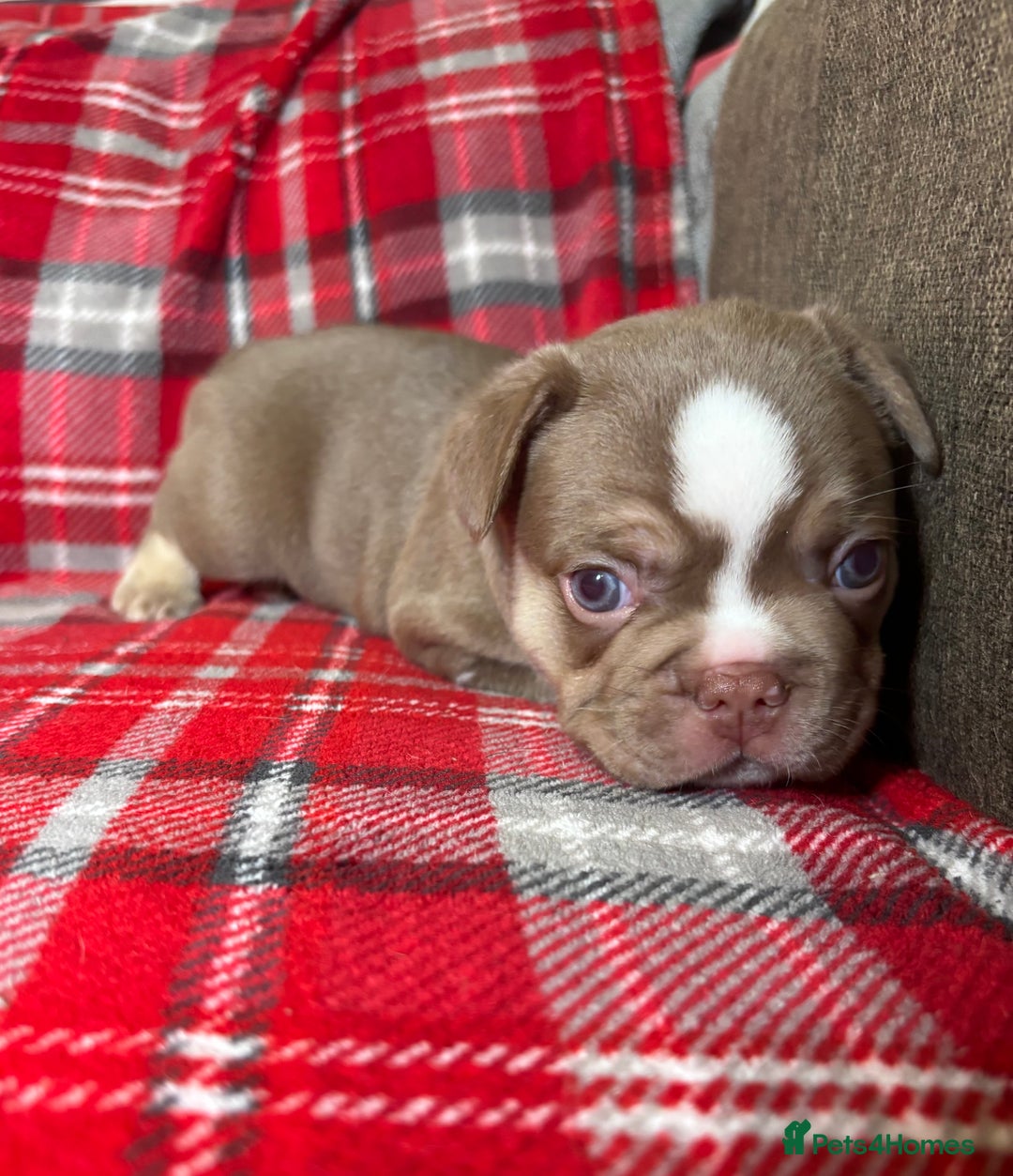 French Bulldog dogs for sale: QUALITY FRENCH BULLDOG PUPPIES - Advert 8